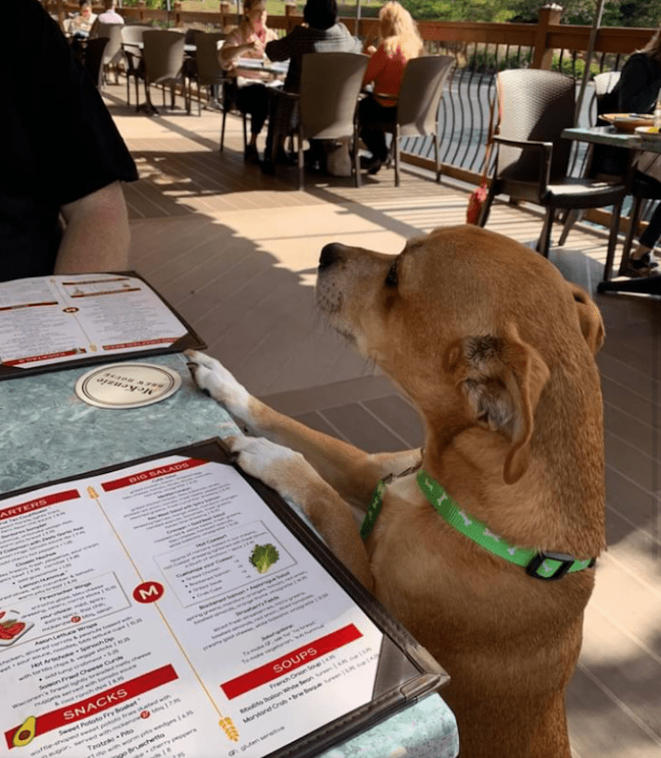 are dogs allowed in restaurants ma